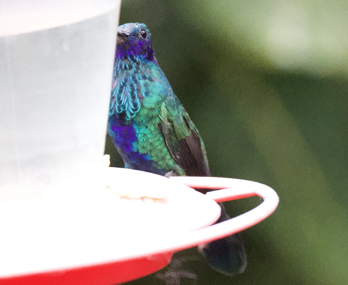 fiolørekolibri - ML646473152