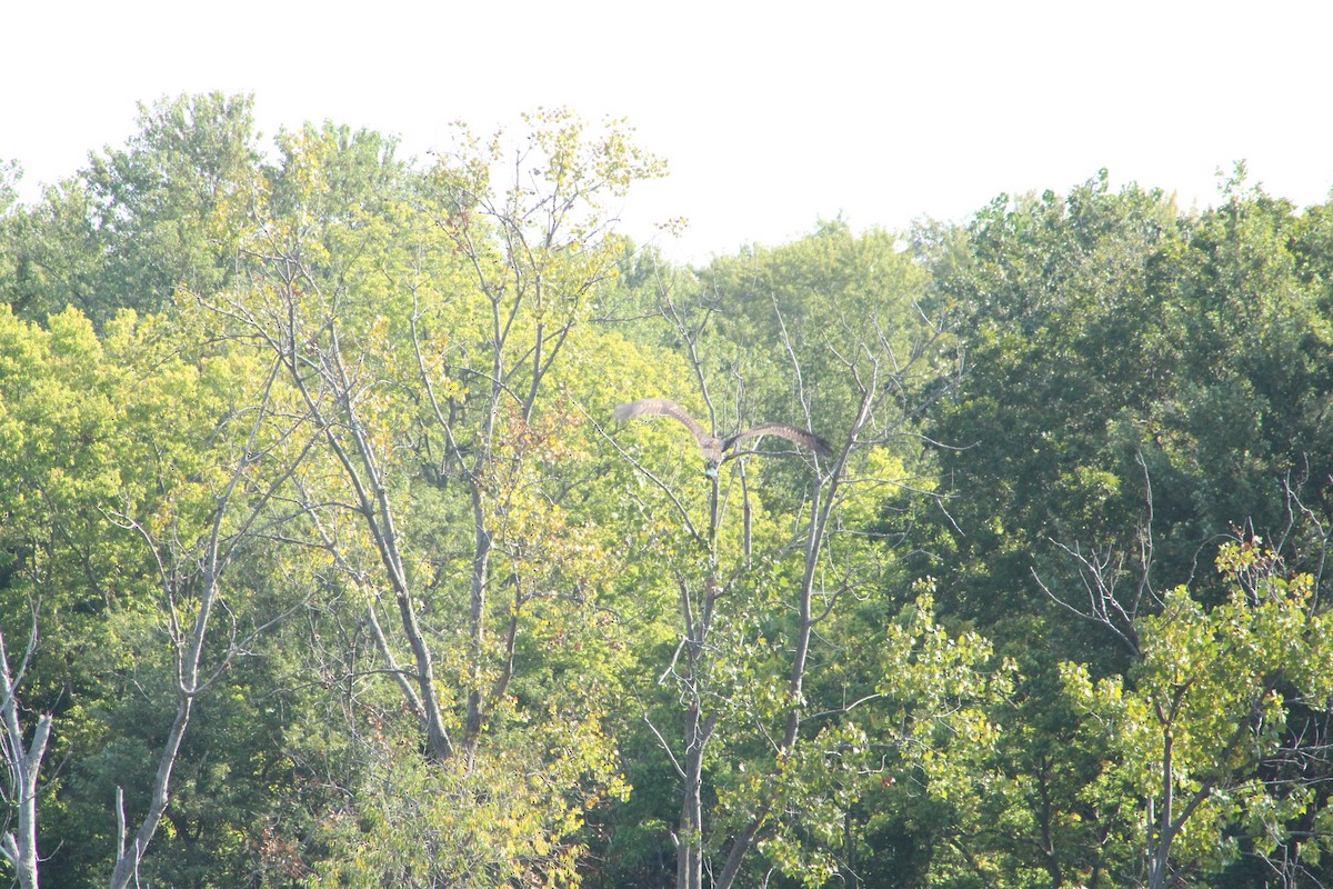 Орлан білоголовий - ML646473154