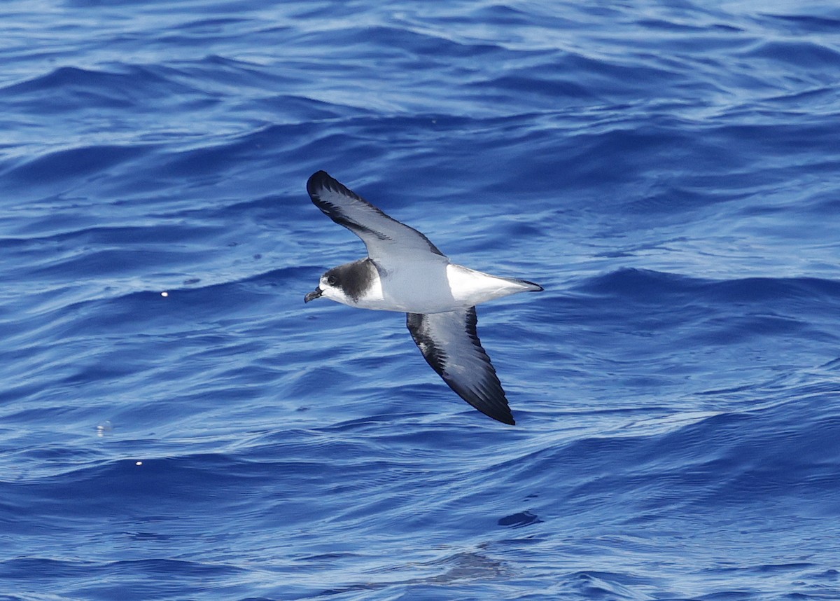 Gould's Petrel - ML646473157