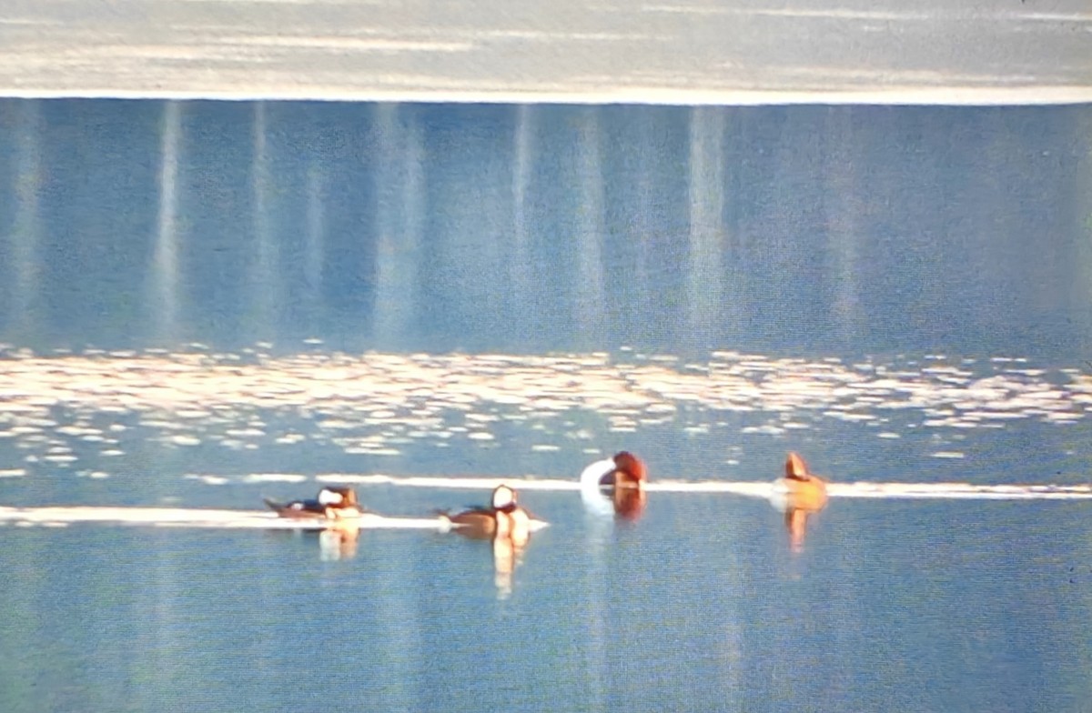 Canvasback - ML646473159