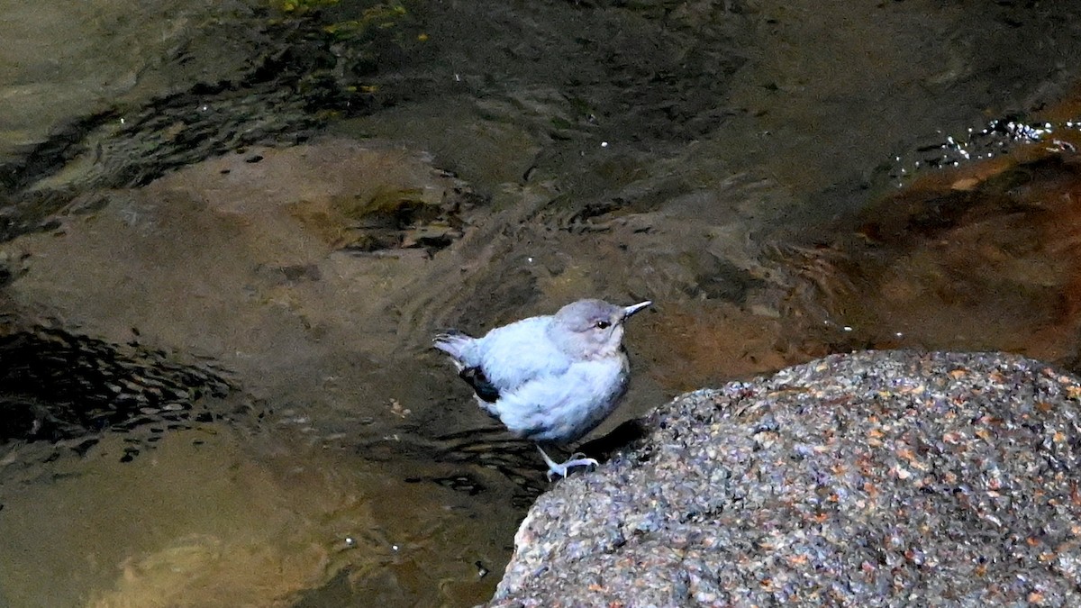 American Dipper - ML646473162