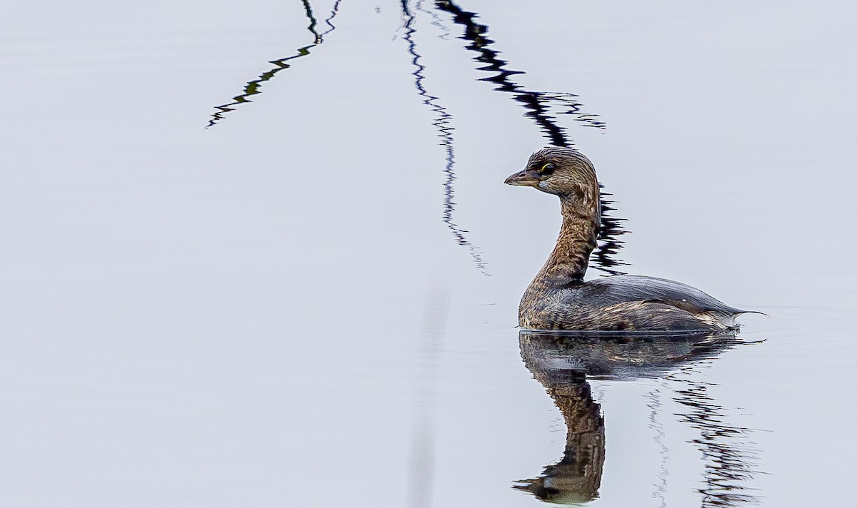 Grèbe à bec bigarré - ML646473163