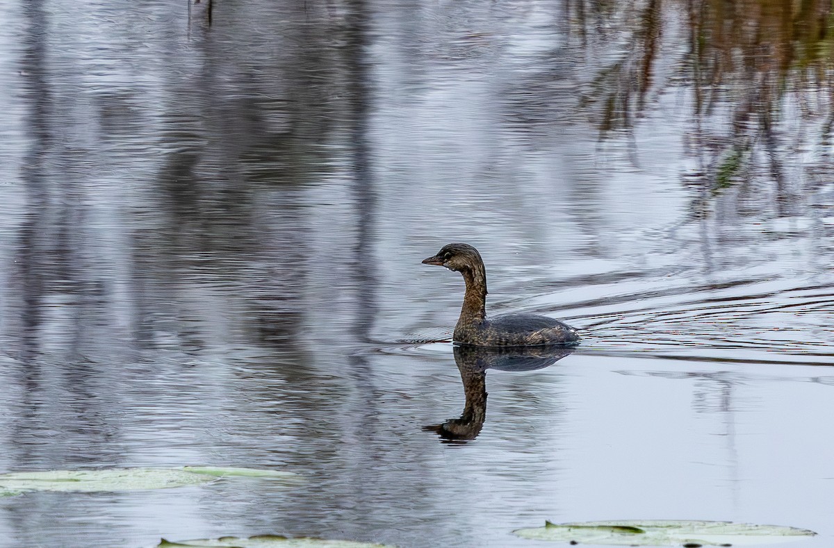 Grèbe à bec bigarré - ML646473164
