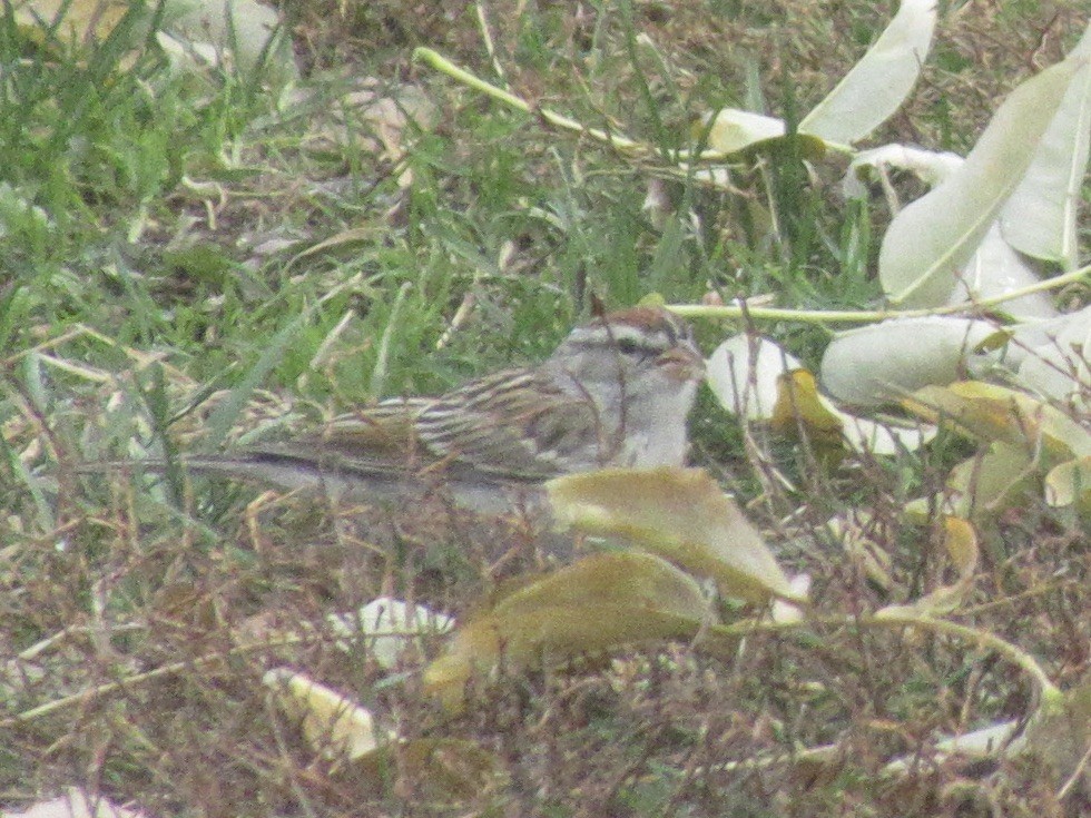 Chipping Sparrow - ML646473168