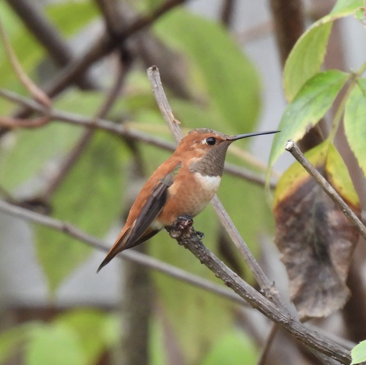Rufous Hummingbird - ML646473170