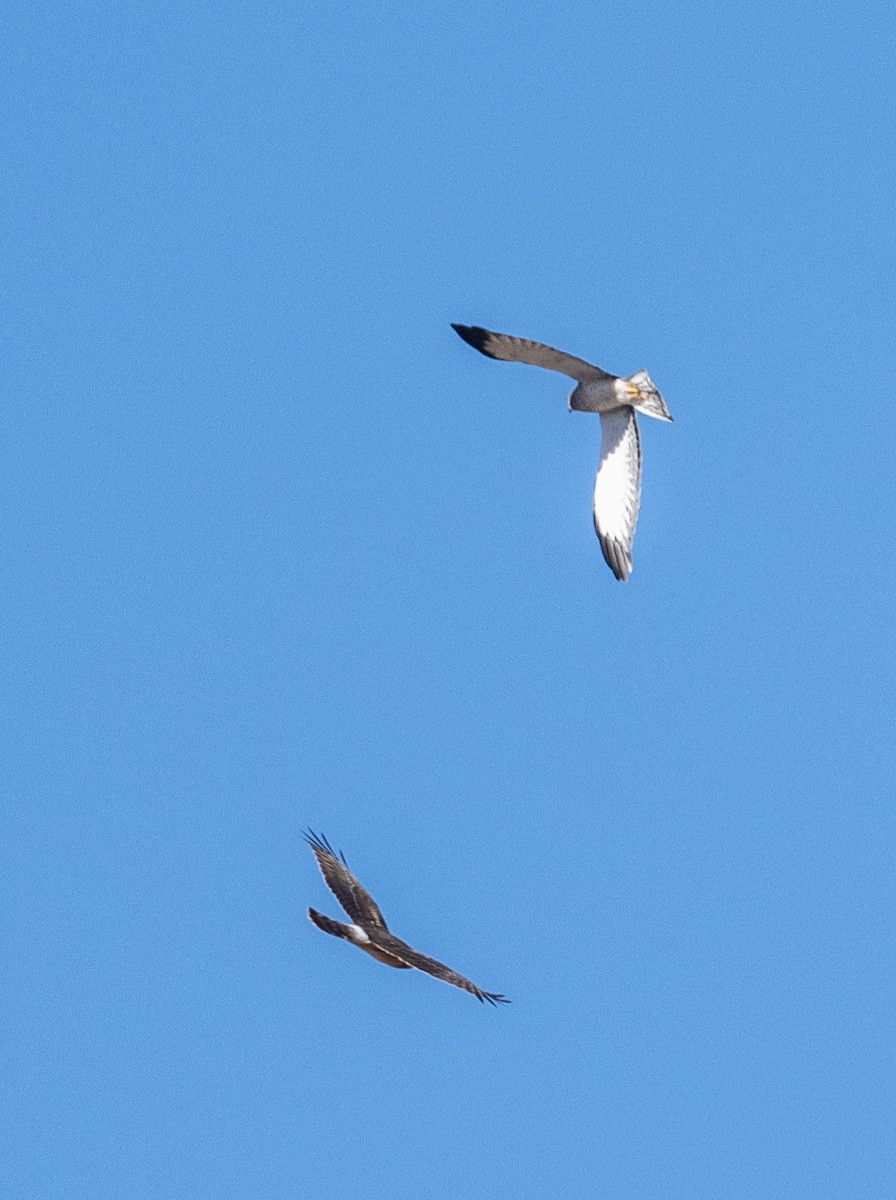 Northern Harrier - ML646473171