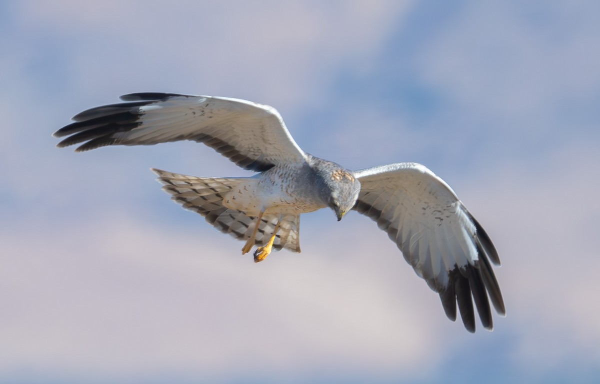 Northern Harrier - ML646473172