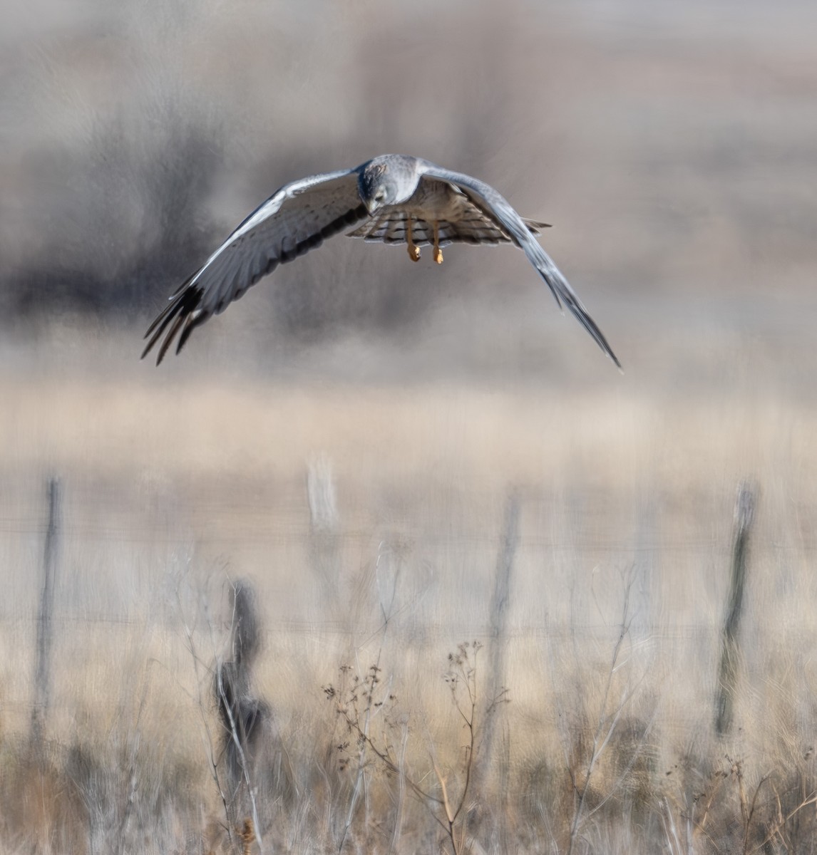 Northern Harrier - ML646473173