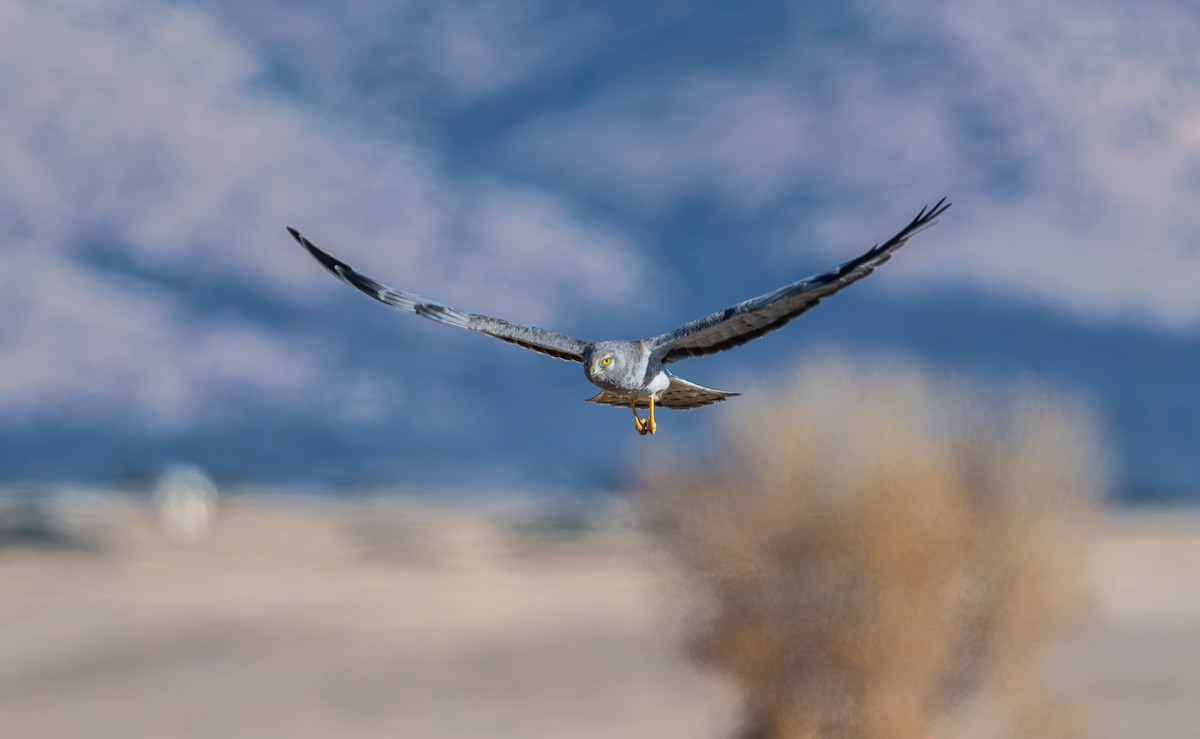 Northern Harrier - ML646473174