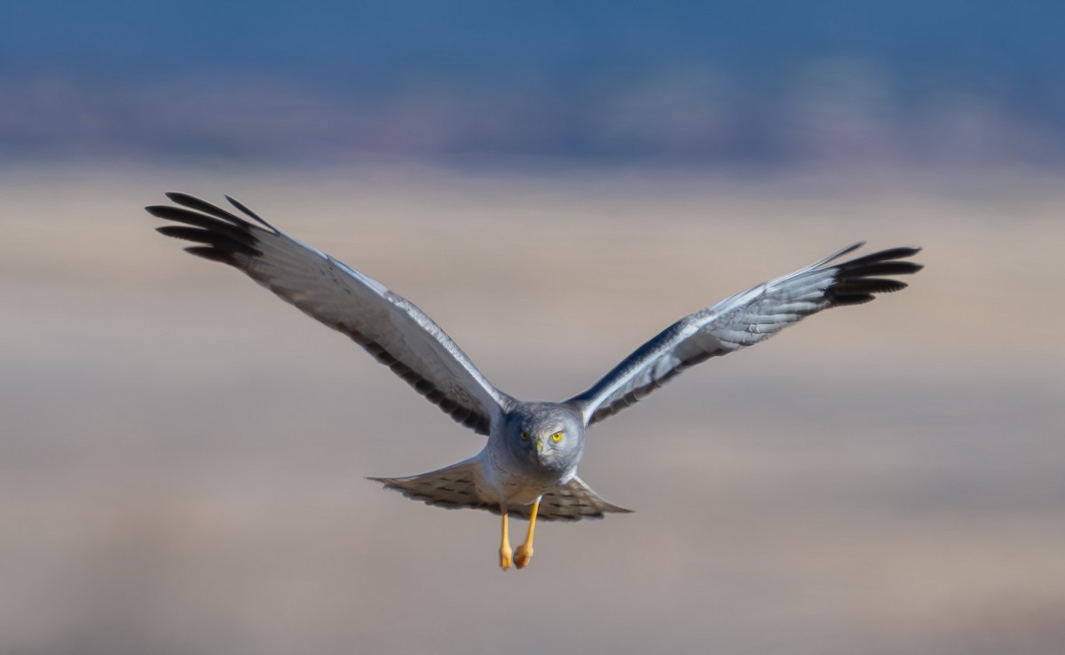 Northern Harrier - ML646473175