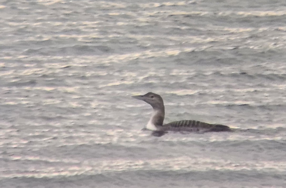 Yellow-billed Loon - ML646473176