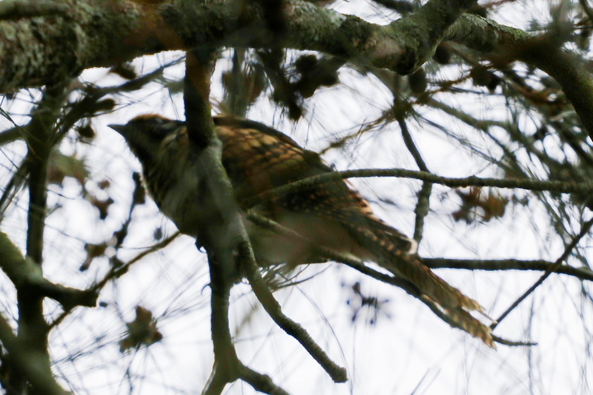 Pacific Koel - ML646473178