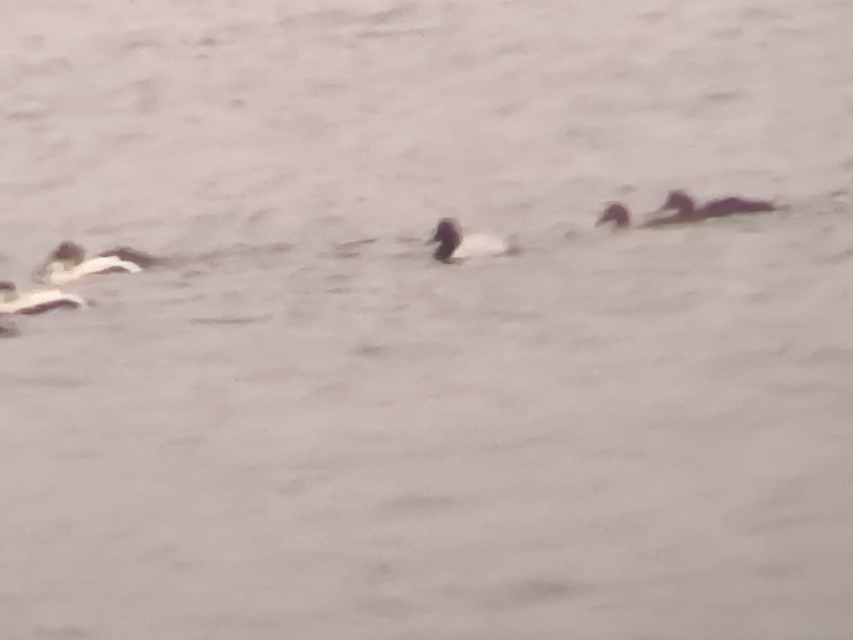 Murgilari bizkarzuria - ML646473179