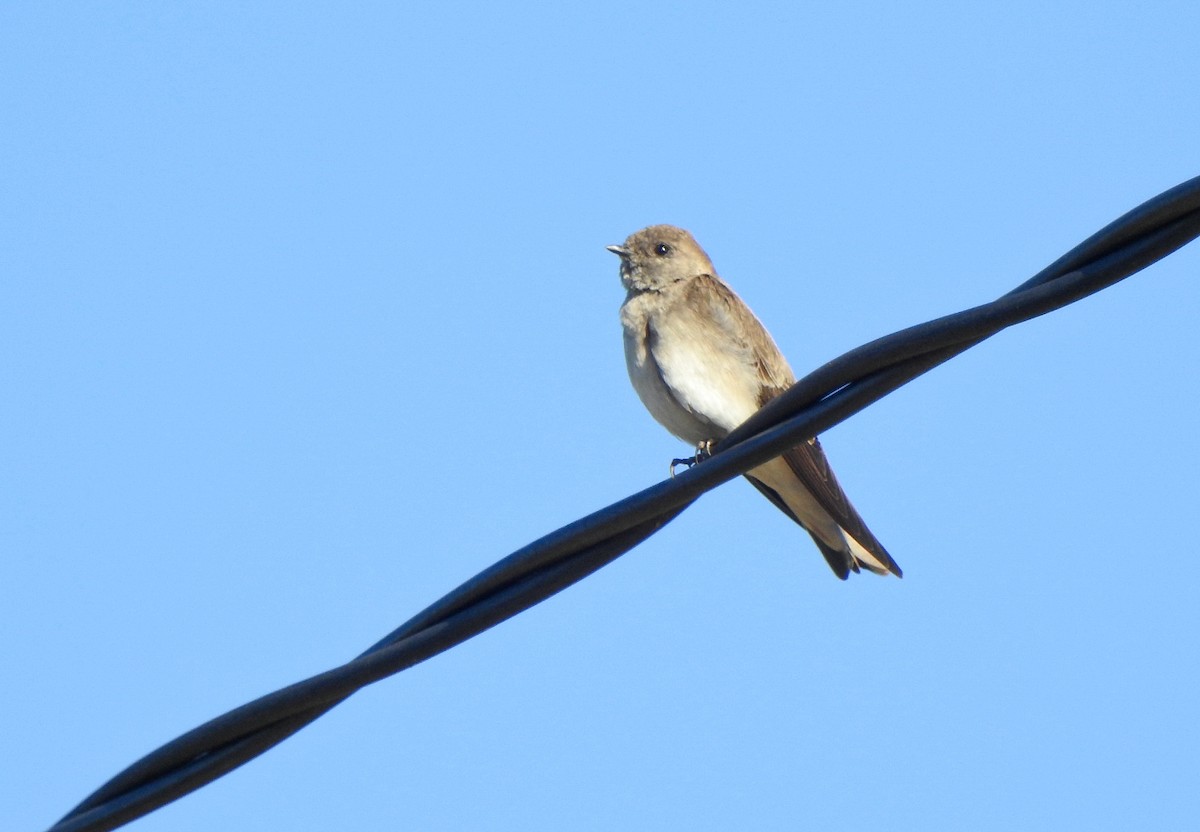 Plain Martin - ML646473180