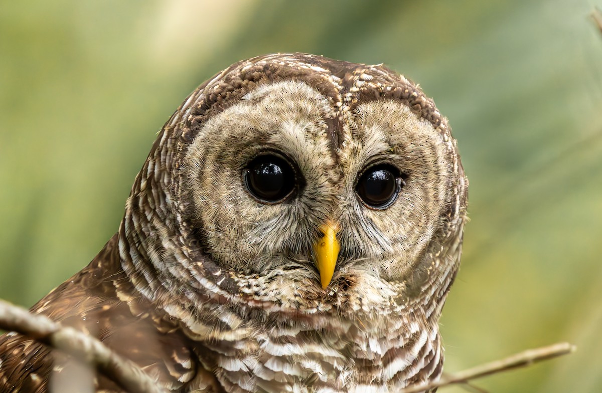 Chouette rayée - ML646473184