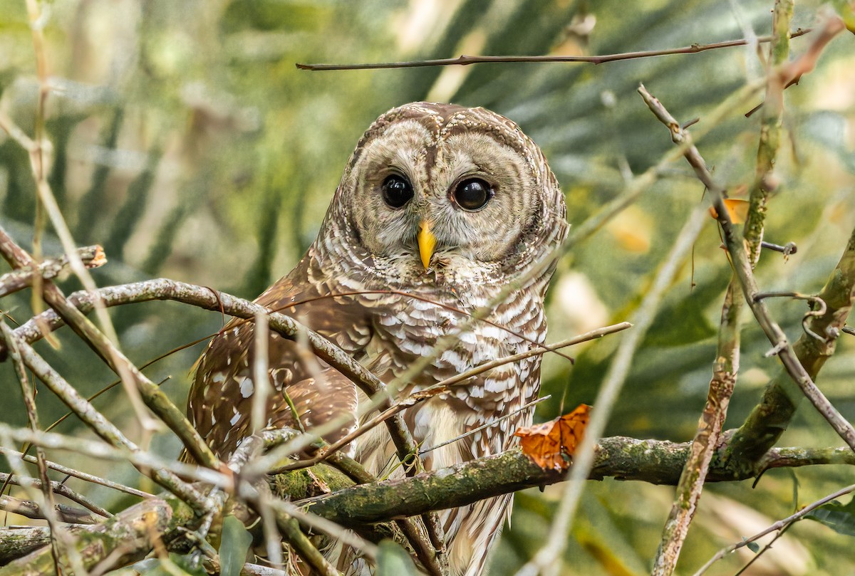 Chouette rayée - ML646473185