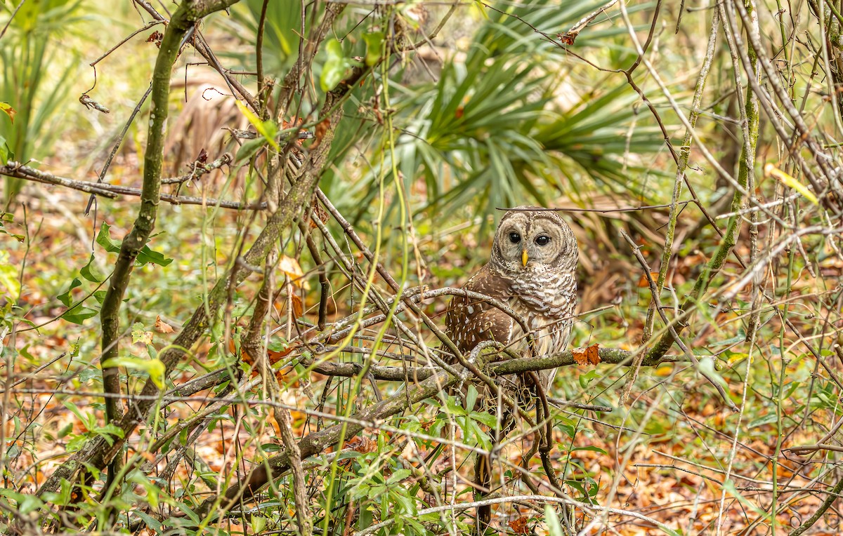 Chouette rayée - ML646473186