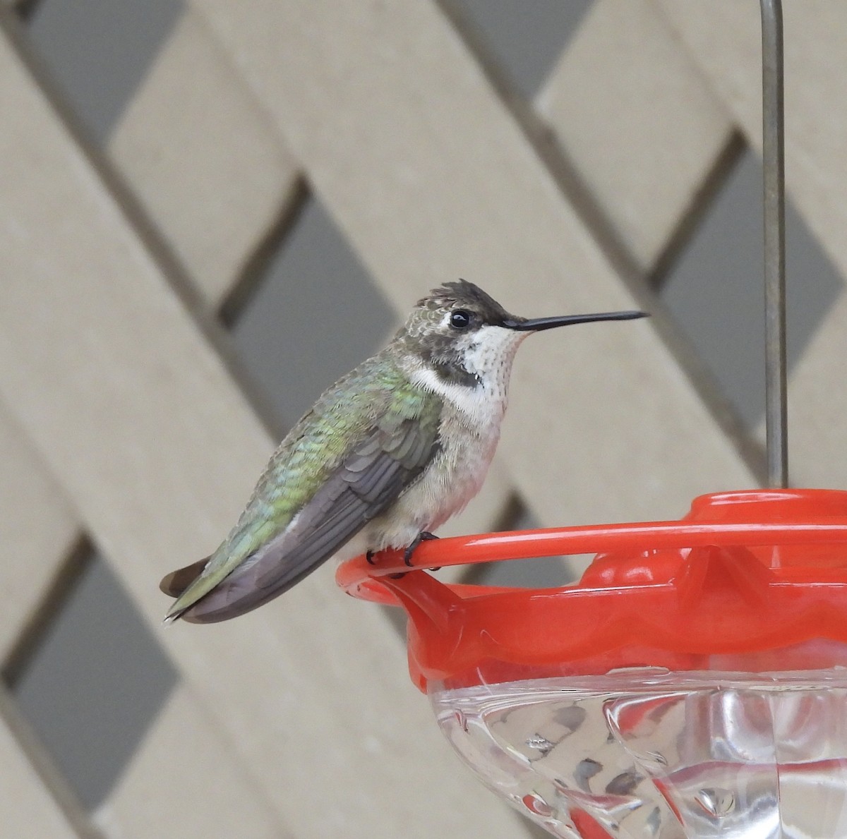 Black-chinned Hummingbird - ML646473187