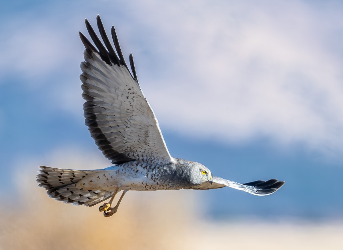 Northern Harrier - ML646473188