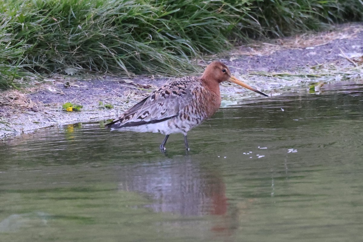 Black-tailed Godwit - ML646473192