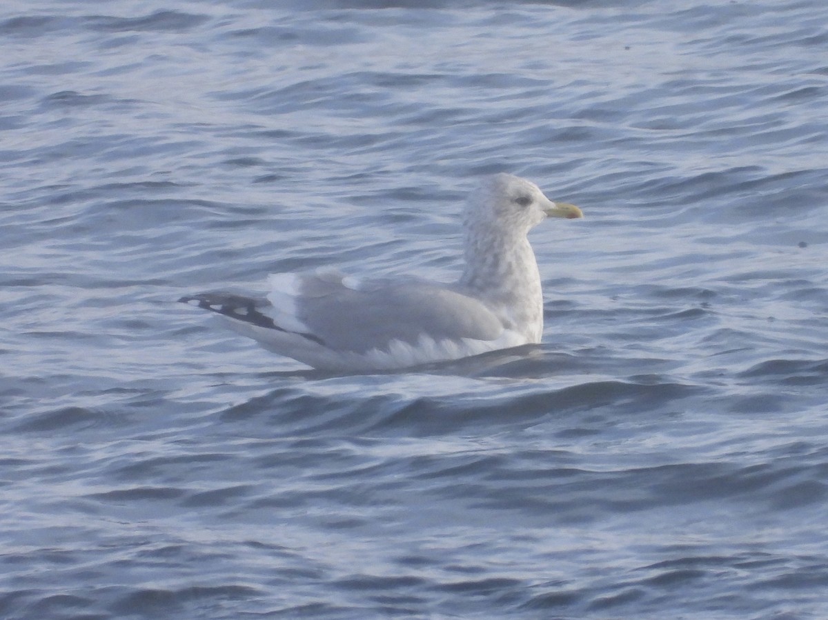 Iceland Gull (Thayer's) - ML646473193