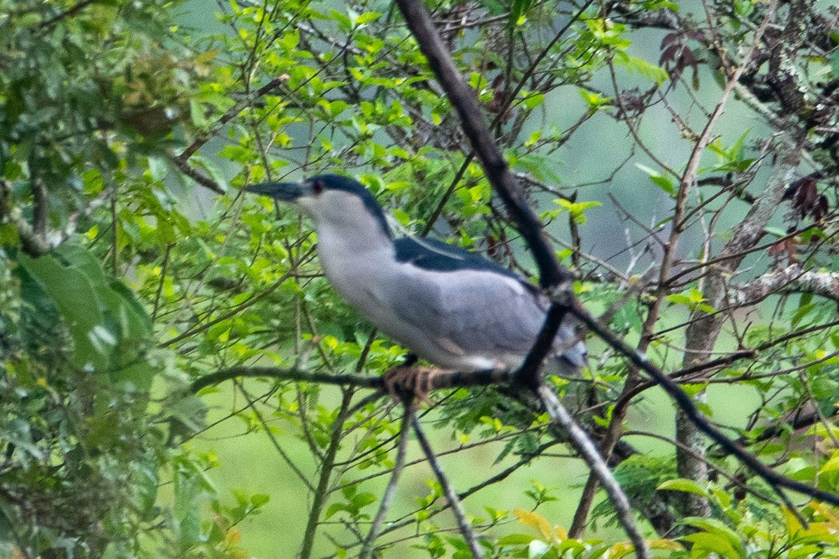 Black-crowned Night Heron - ML646473194