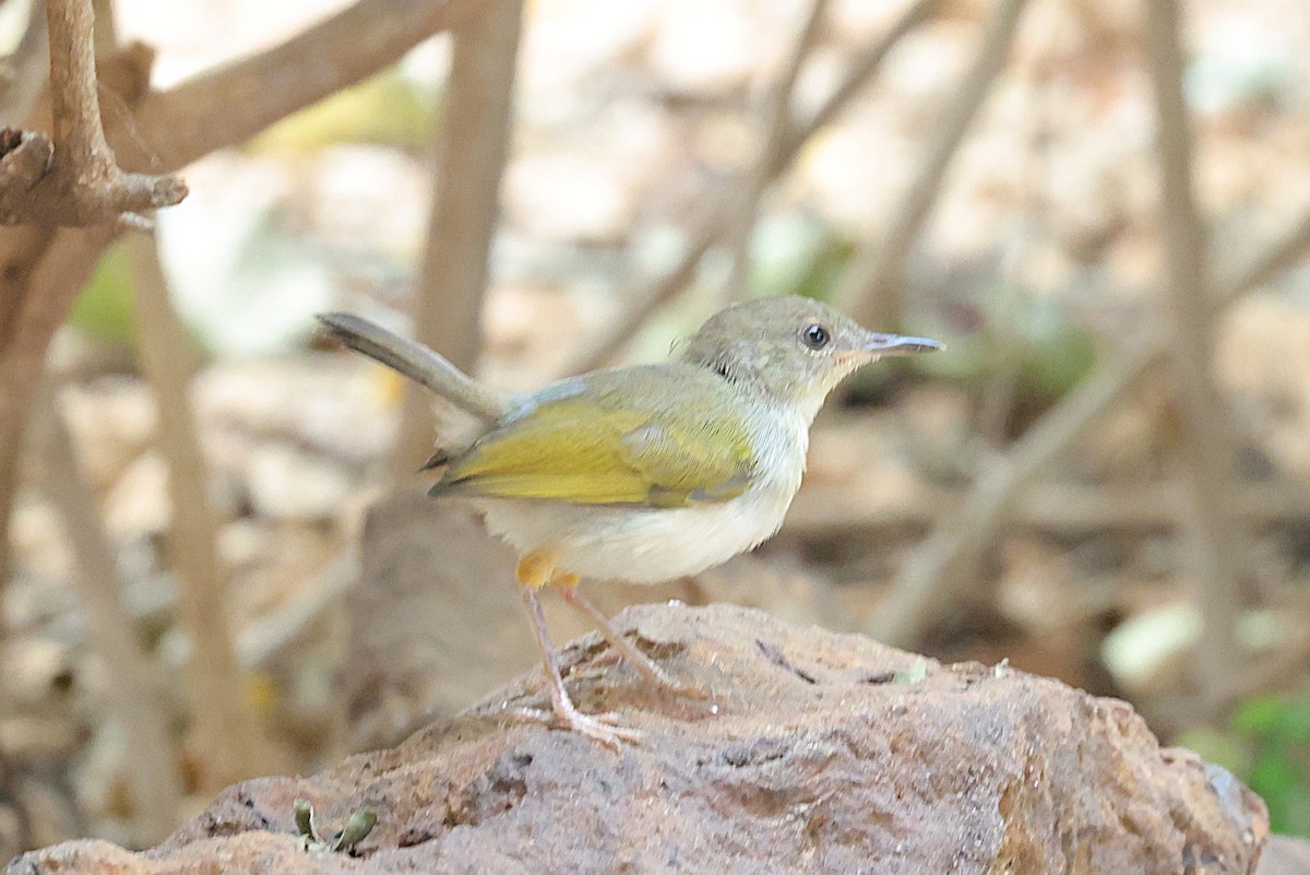 Green-backed Camaroptera (Gray-backed) - ML646473195