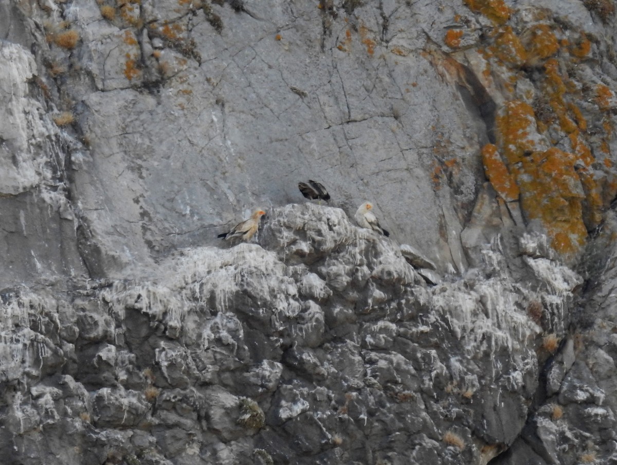 Alimoche Común - ML646473196