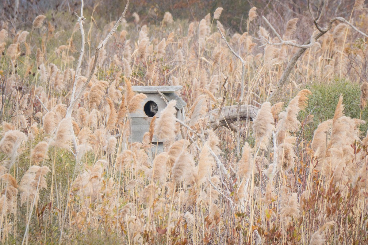 American Barn Owl - ML646473197