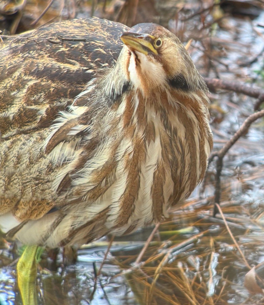 American Bittern - ML646473198