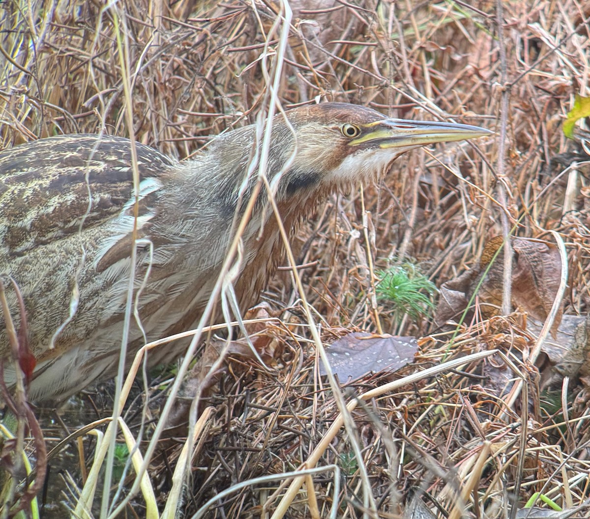 American Bittern - ML646473199