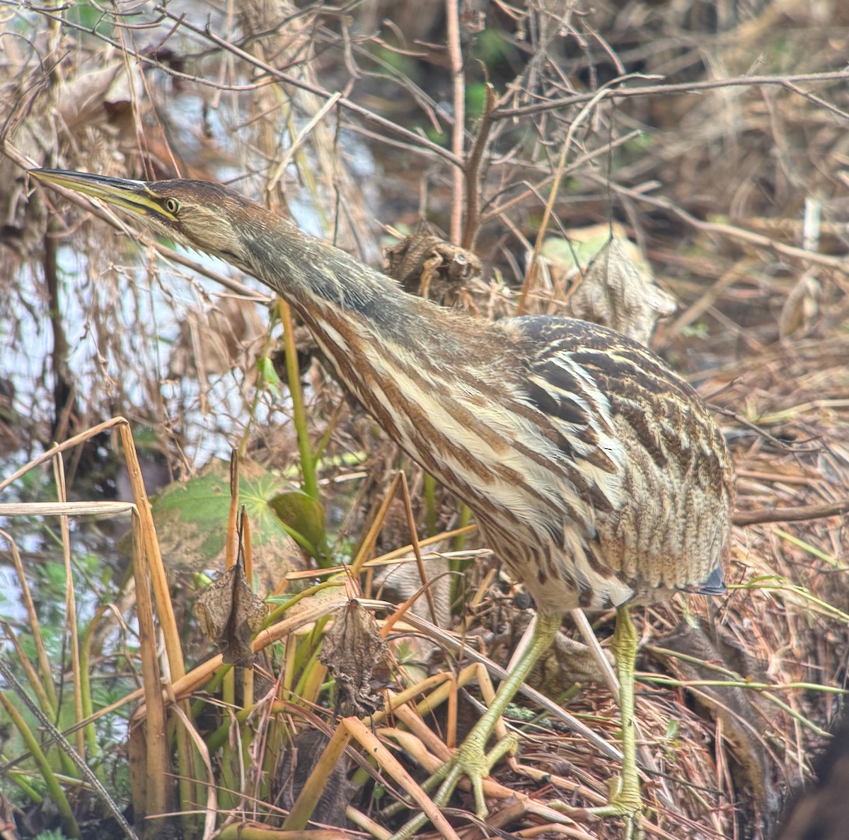 American Bittern - ML646473200