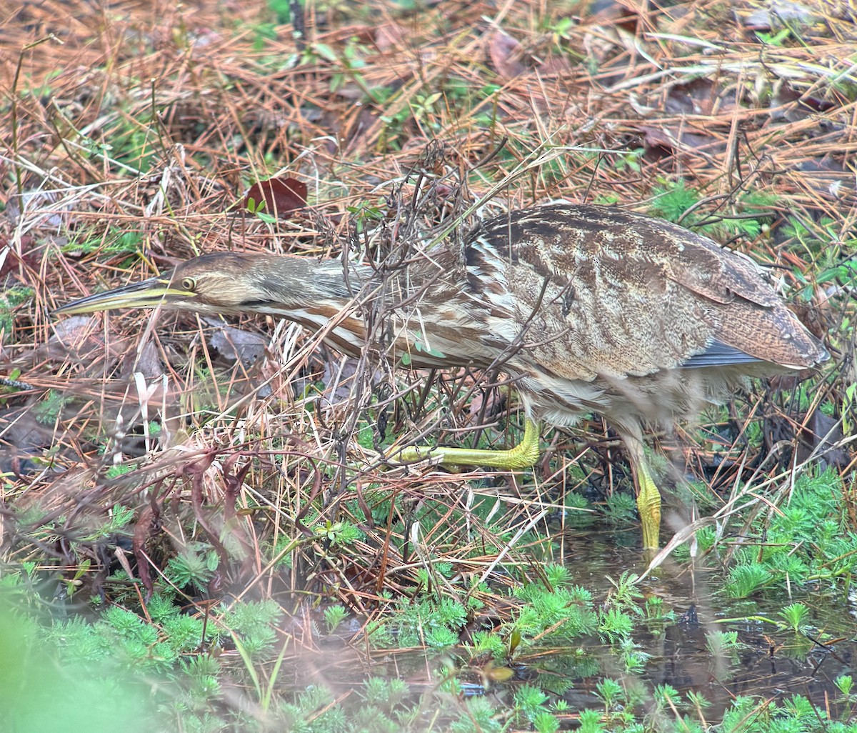 American Bittern - ML646473201