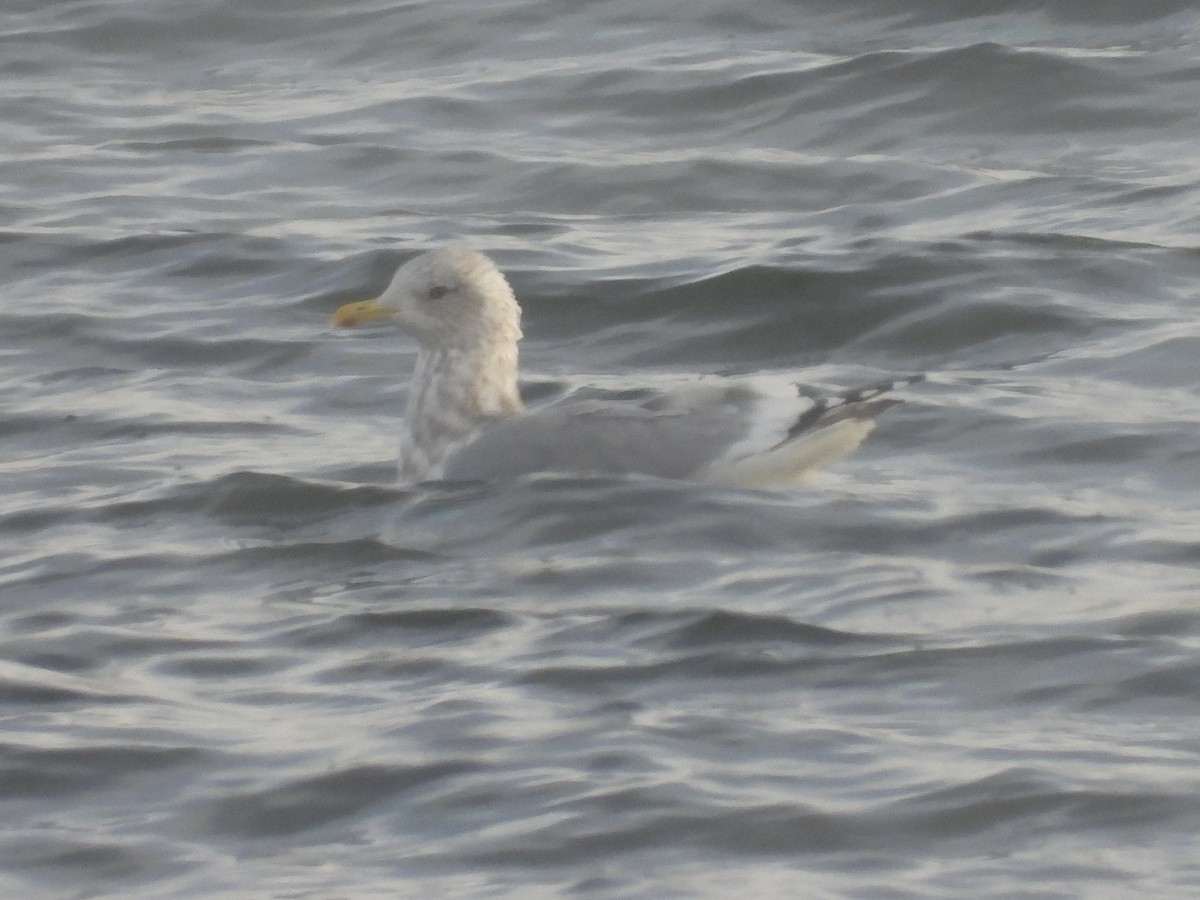 Iceland Gull (Thayer's) - ML646473207