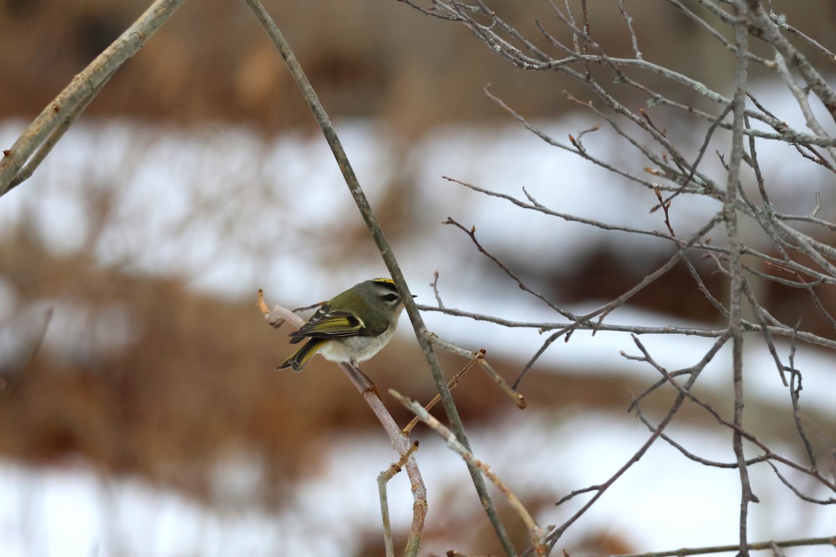 Golden-crowned Kinglet - ML646473209