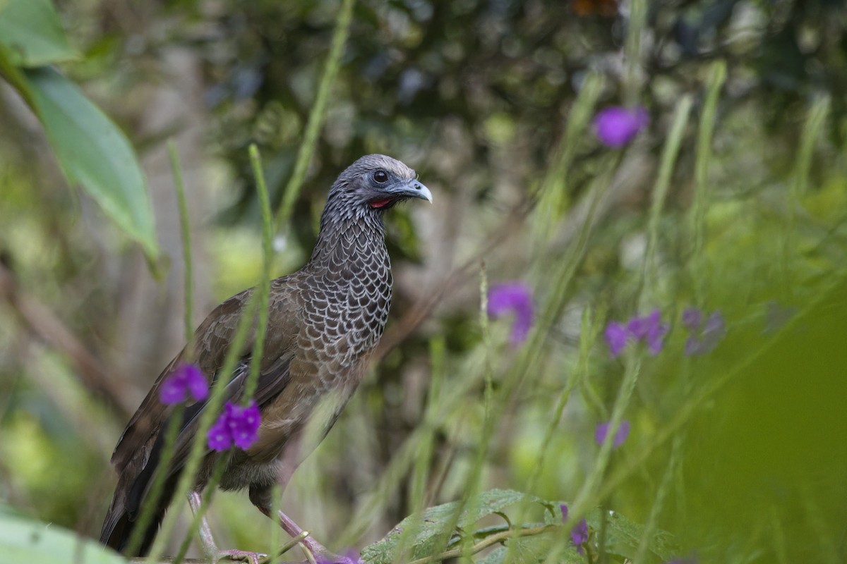 Colombian Chachalaca - ML646473210