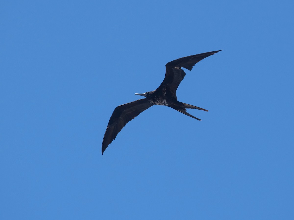 Great Frigatebird - ML646473213