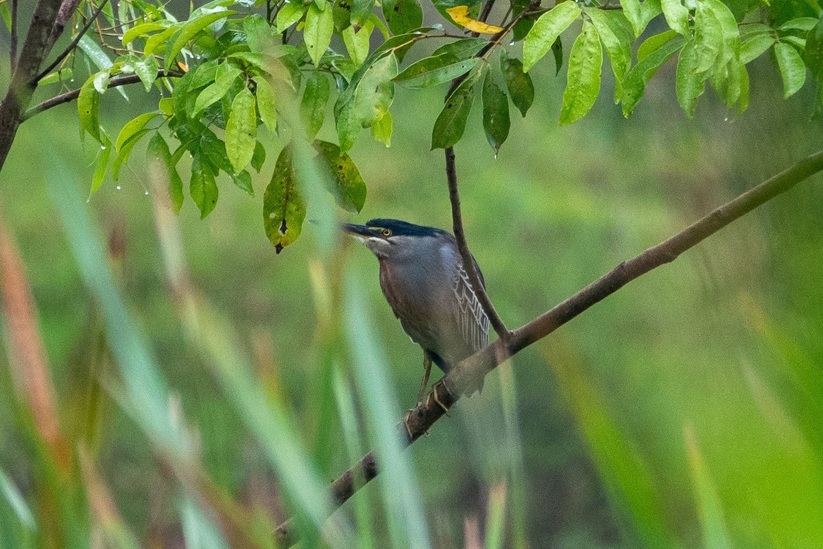Striated Heron - ML646473214