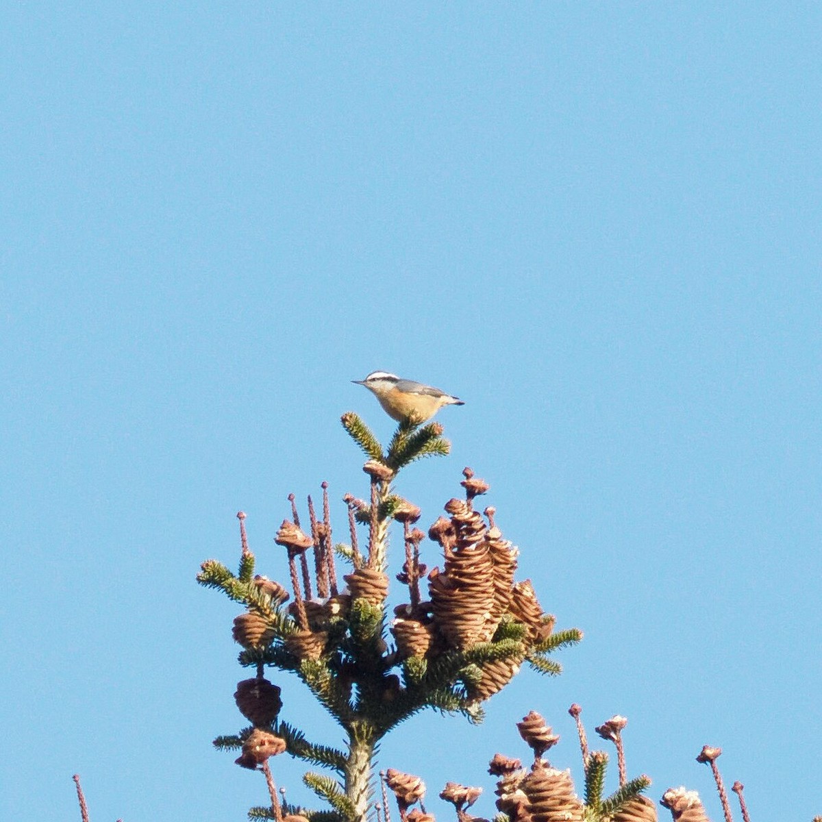 Red-breasted Nuthatch - ML646473215