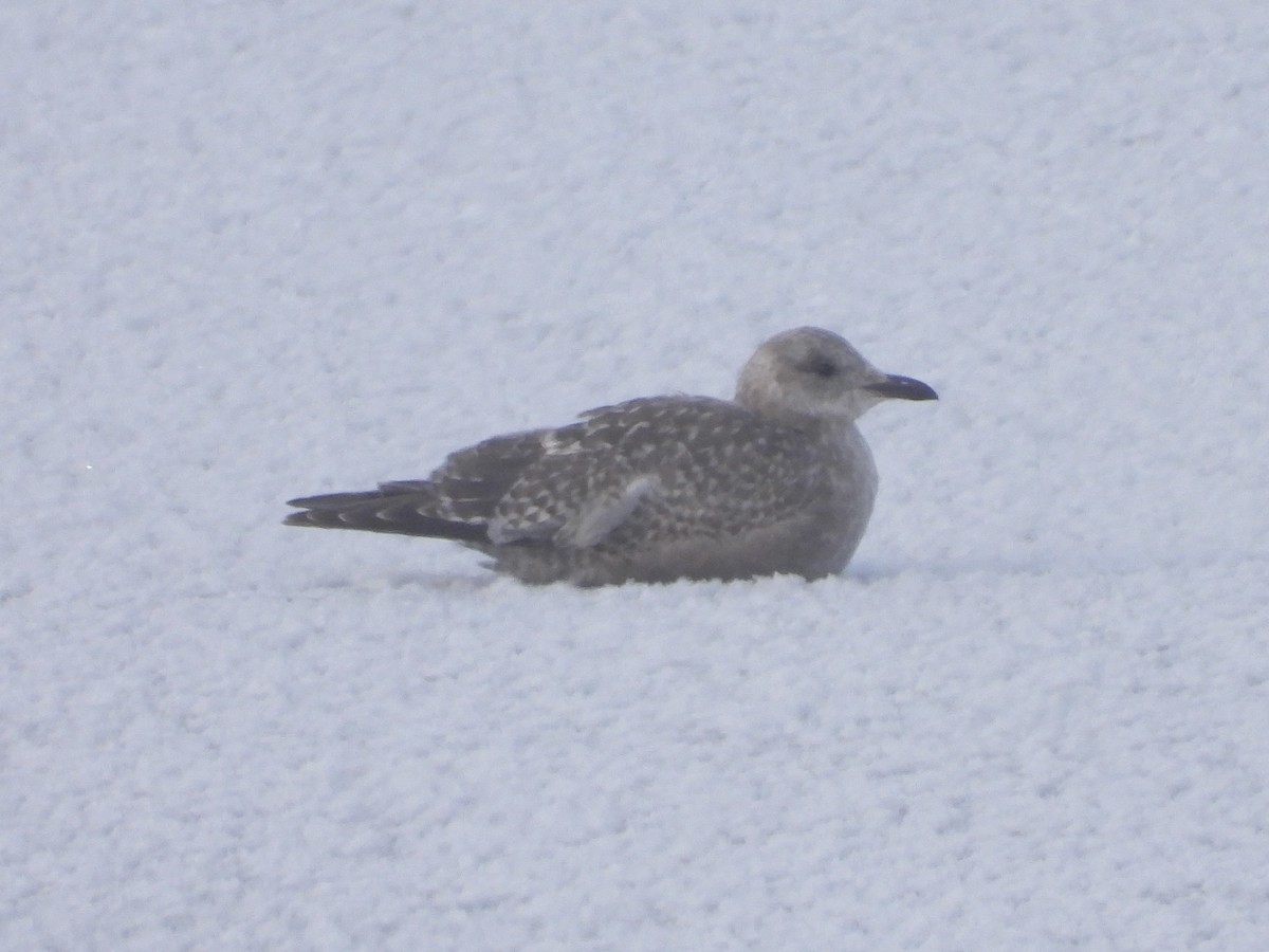 Iceland Gull (Thayer's) - ML646473216