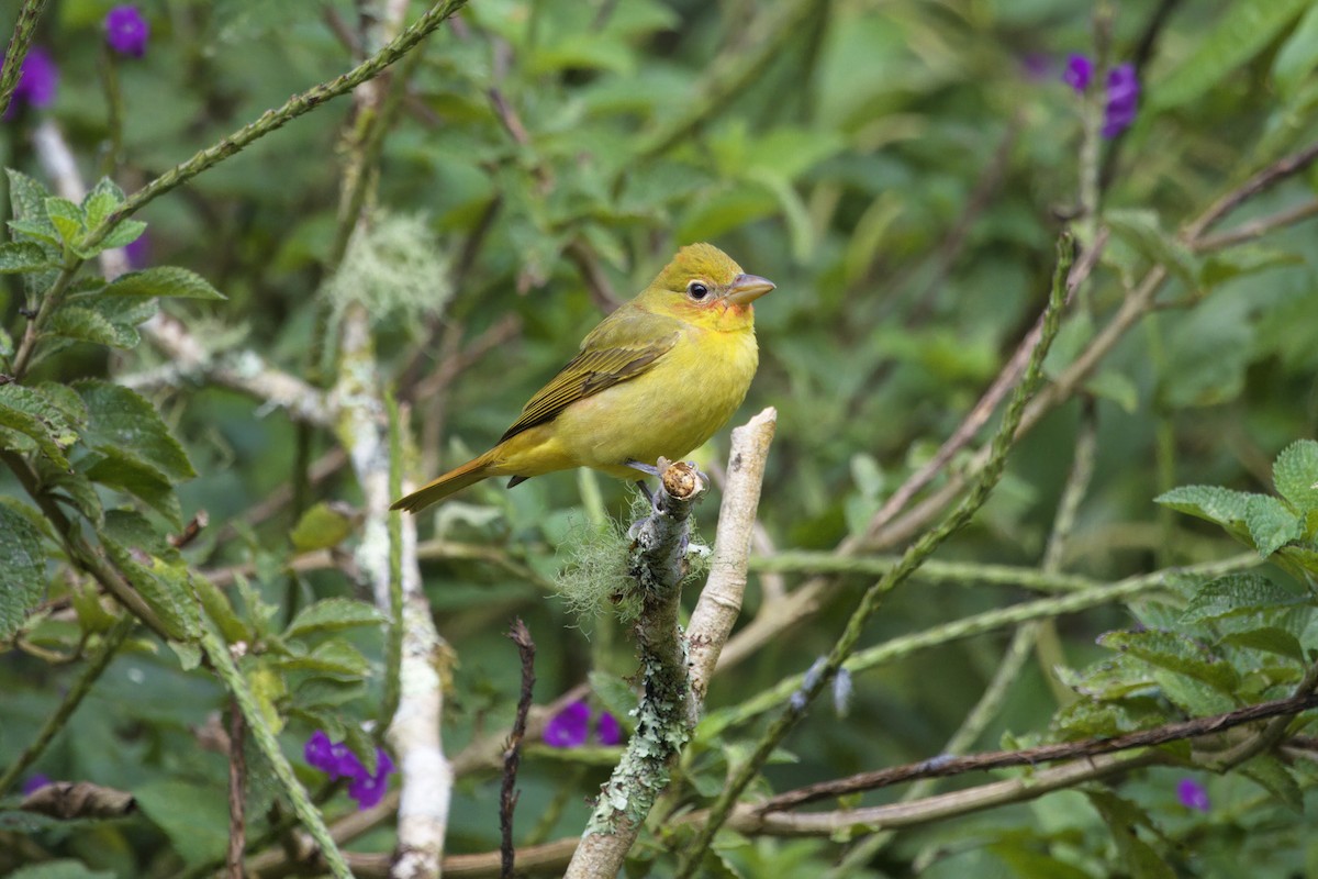 Summer Tanager - ML646473217