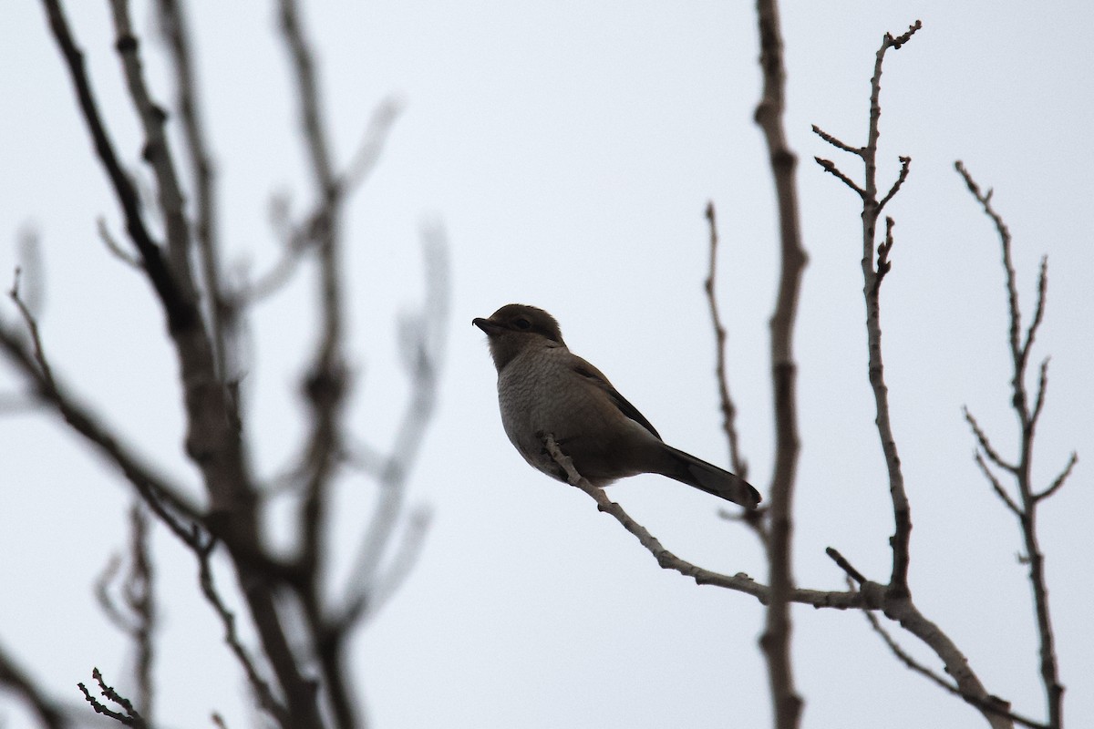 オオモズ - ML646473218