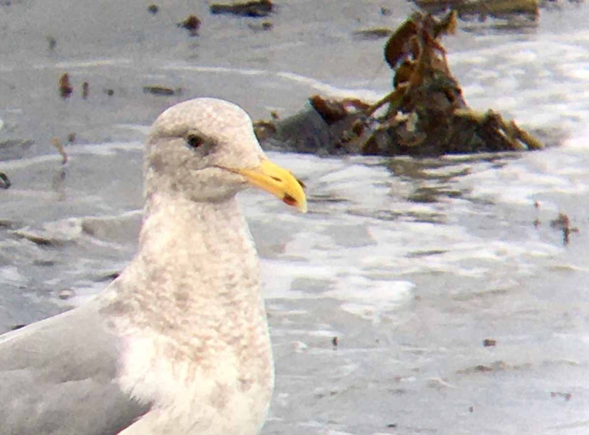 Western/Glaucous-winged Gull - ML646473219