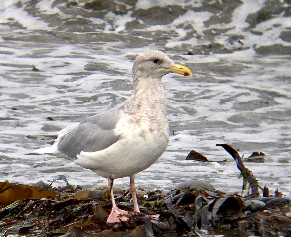 Western/Glaucous-winged Gull - ML646473220