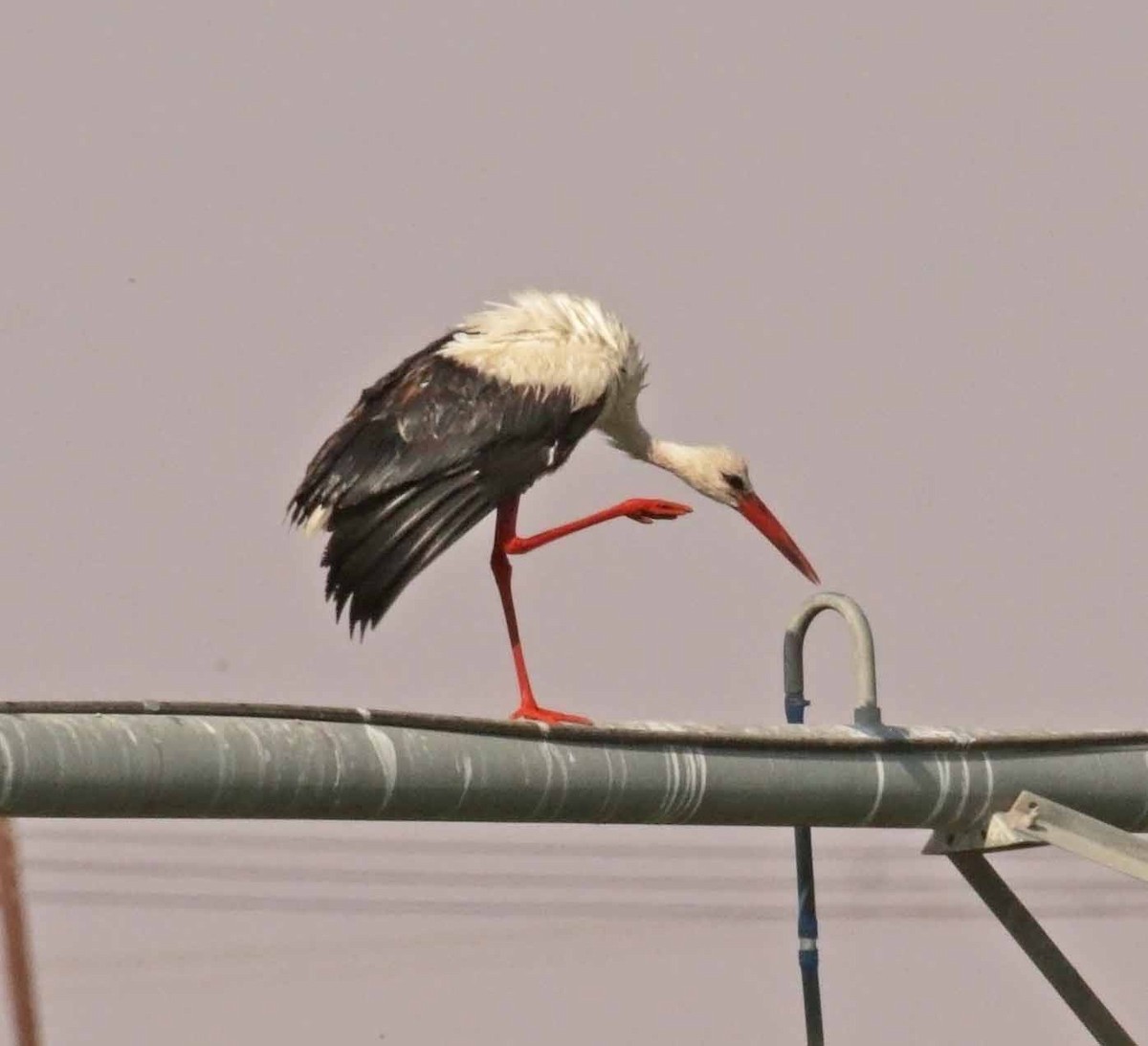 White Stork - ML646473221