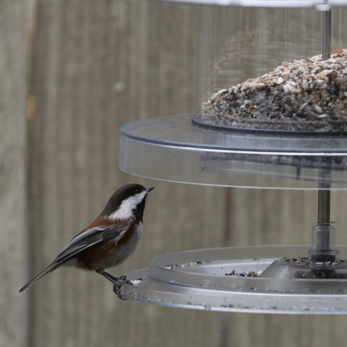 Chestnut-backed Chickadee - ML646473222