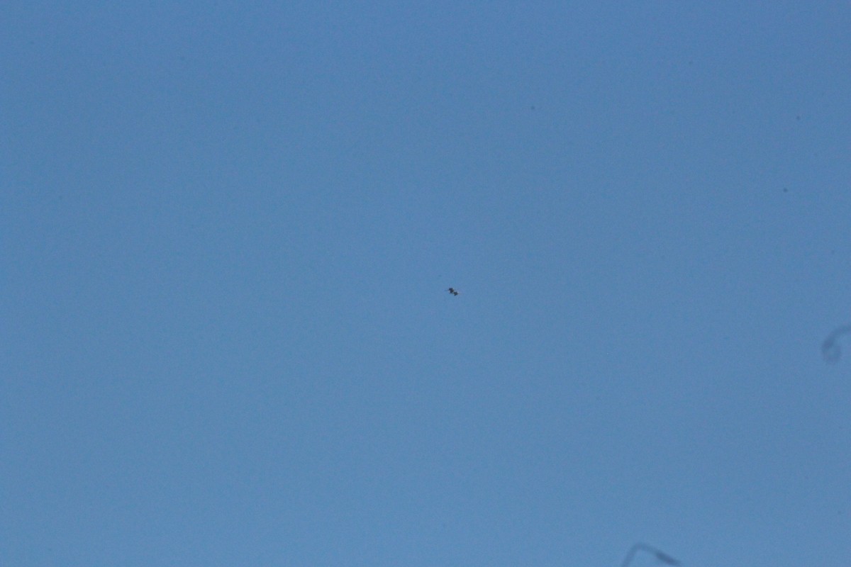 Sandhill Crane - ML646473223