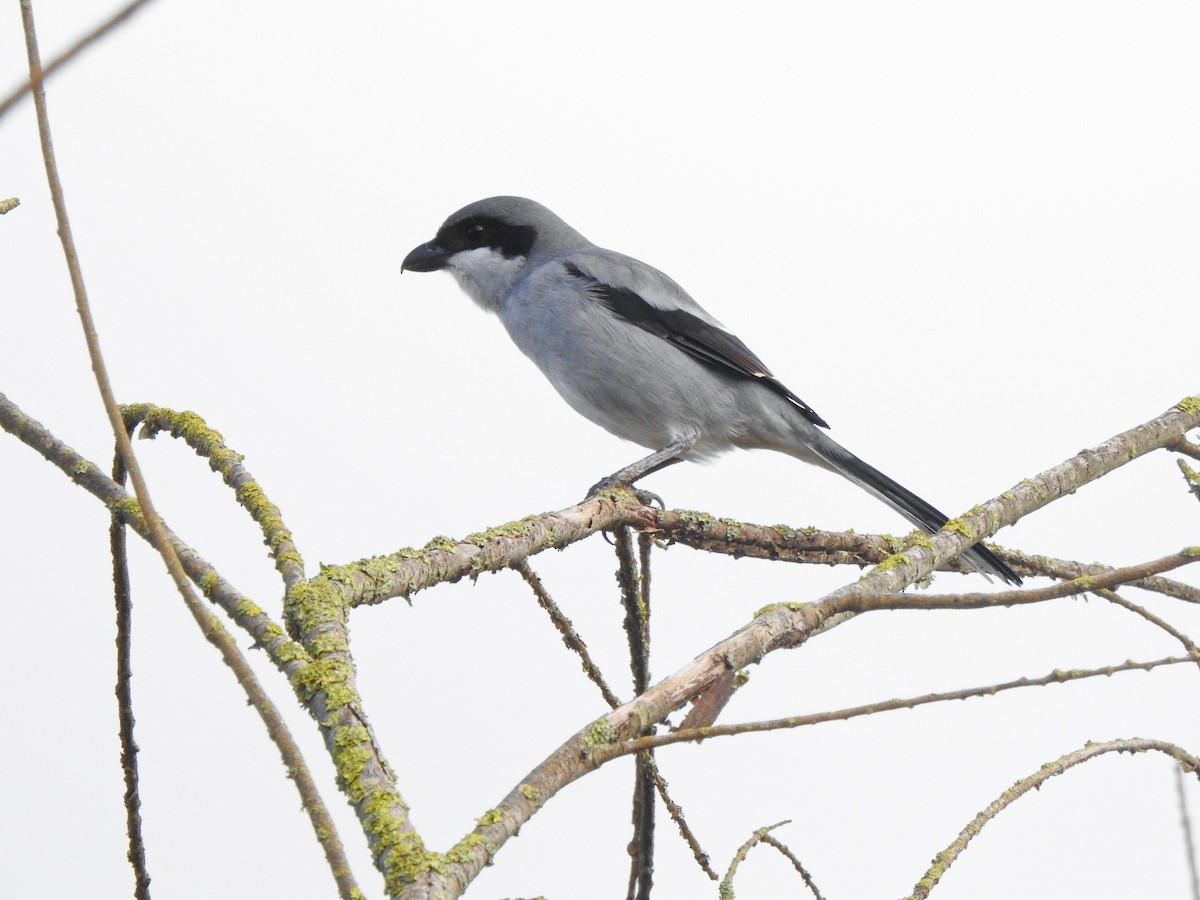Great Gray Shrike - ML646473224