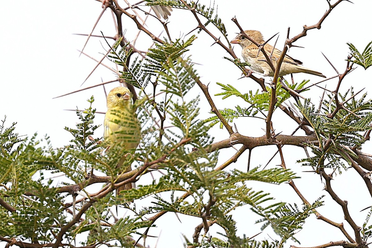 Sudan Golden Sparrow - ML646473225