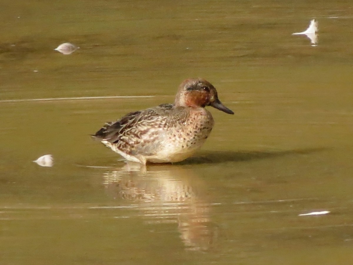 Green-winged Teal - ML646473226